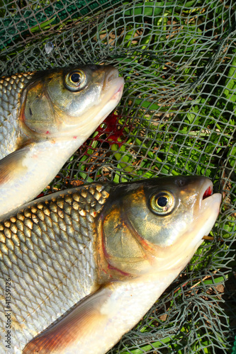 Fototapeta Naklejka Na Ścianę i Meble -  Fish on the fish  net.