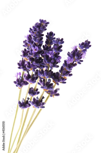 Lavender flowers on the white background