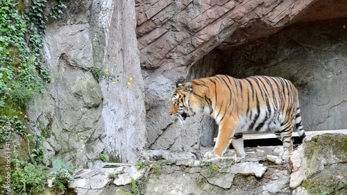 Tigre siberiana photo