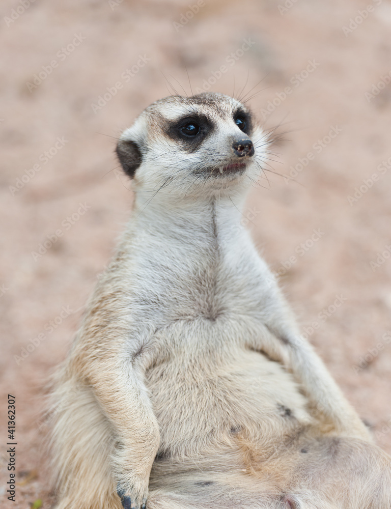 Meerkat