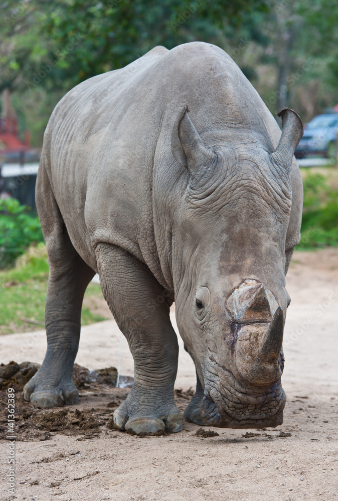 Fototapeta premium Rhino