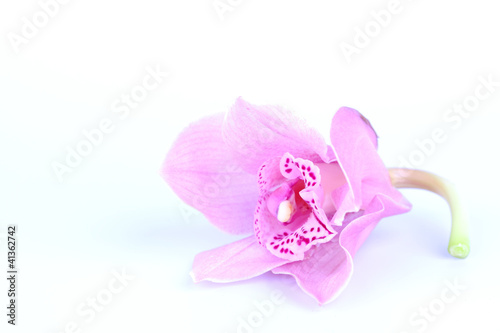 beautiful pink orchid against blue background © yellowj