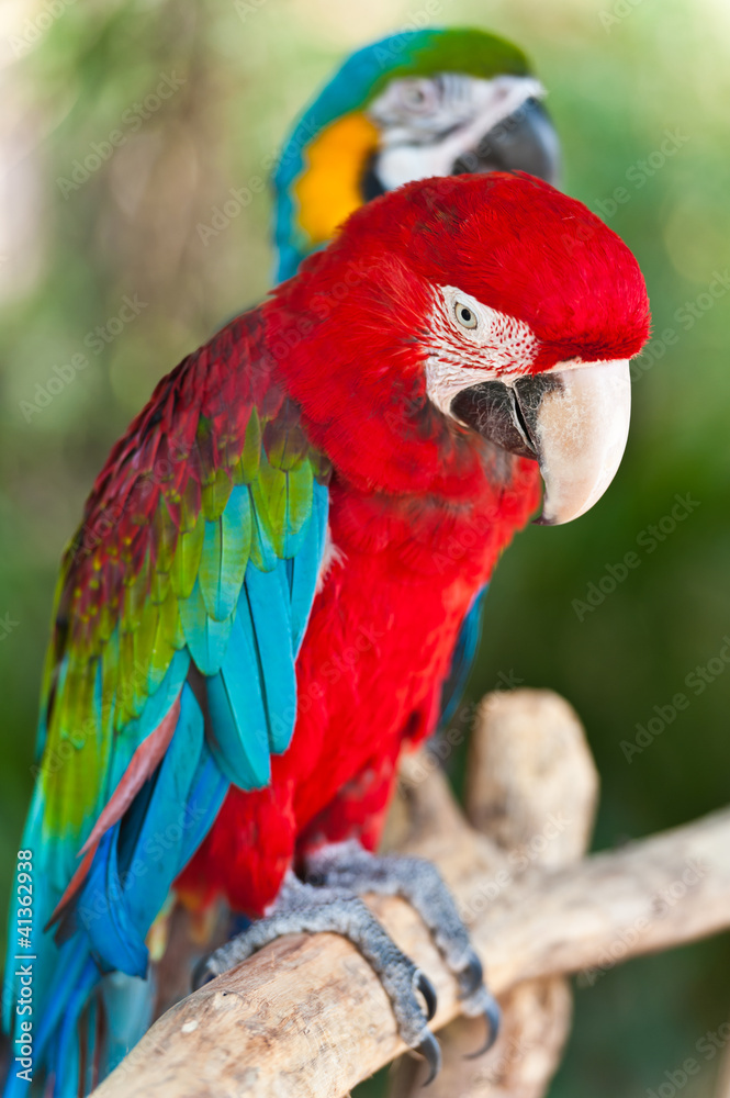 Obraz premium A couple of macaws