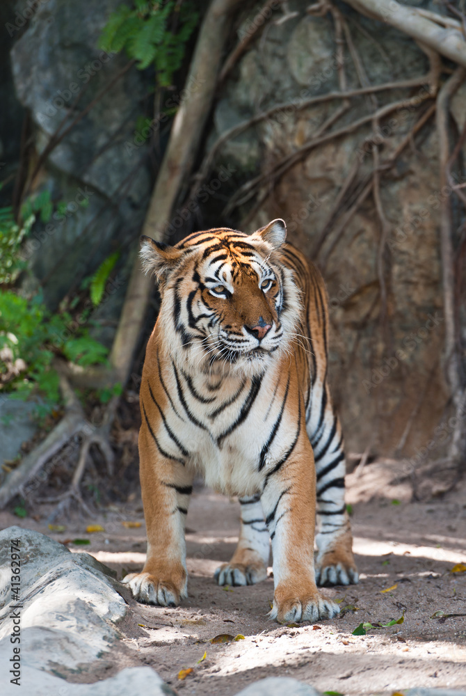 Obraz premium Tygrys