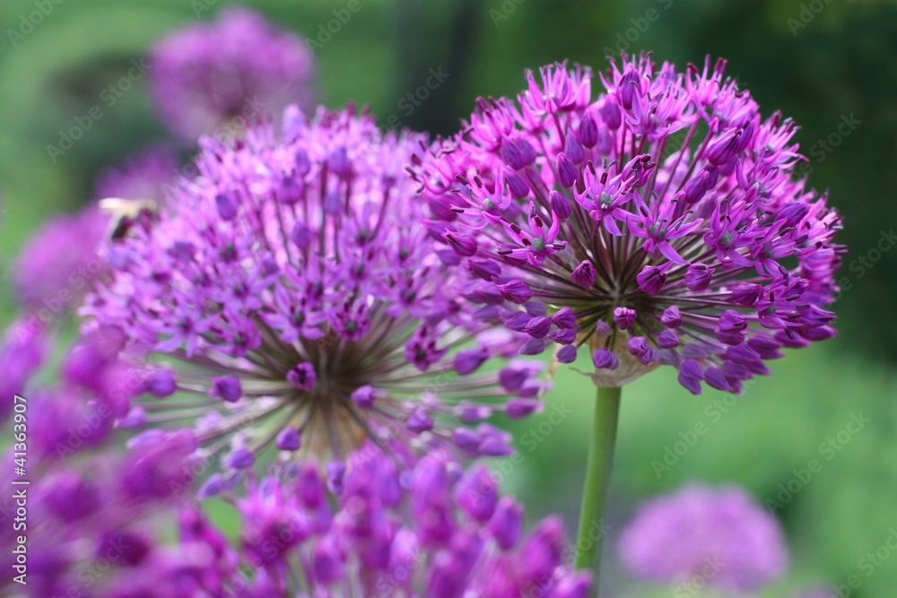purple Onion Flowers purple Onion Flowers