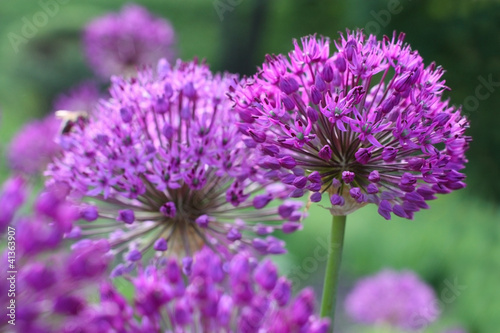 purple Onion Flowers
