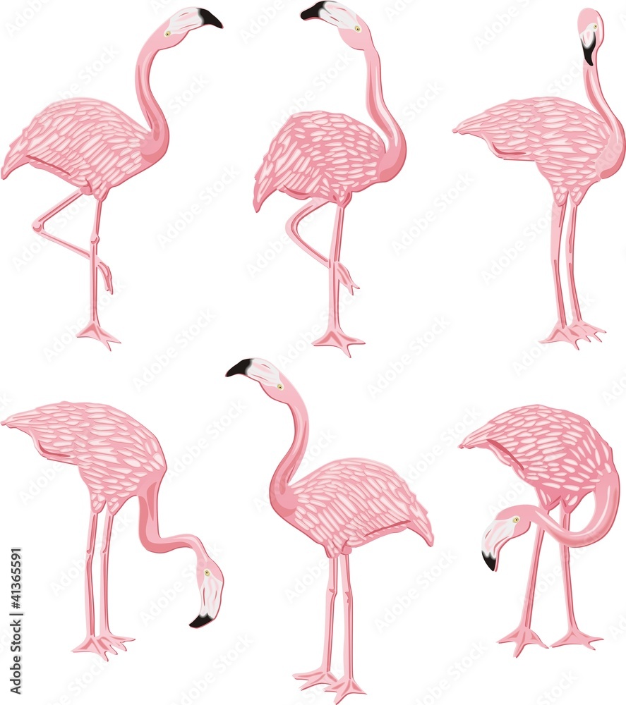 Fototapeta premium Flamingos Pink