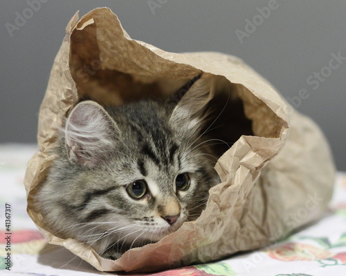 Cucciola buffa in sacchetto del pane photo