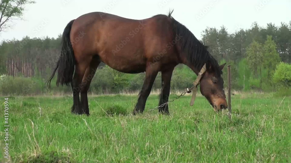 A horse grazes in the meadow before the forest A horse grazes in the meadow before the forest
