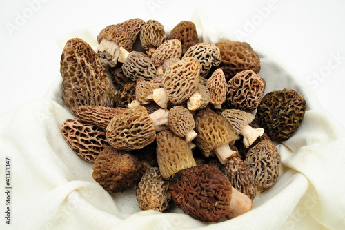 Morel Mushroom