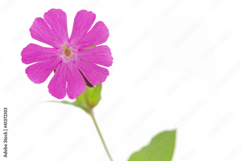 Rote Lichtnelke (Silene dioica) auf weißem Hintergrund Rote Lichtnelke (Silene dioica) auf weißem Hintergrund