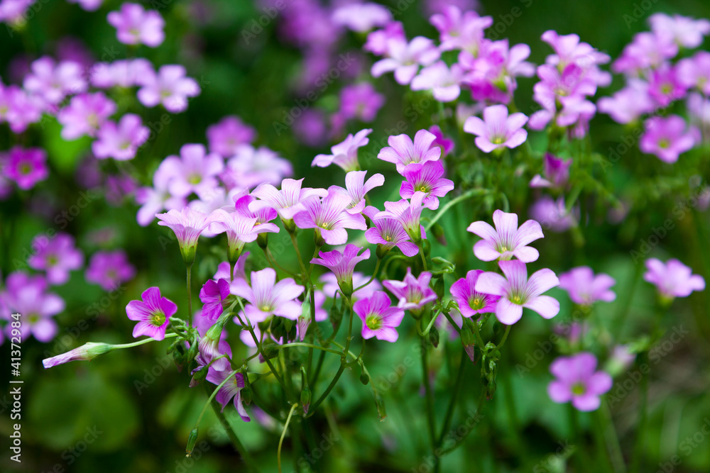 Pink oxalis(Oxalis corymbosa) in garden Pink oxalis(Oxalis corymbosa) in garden