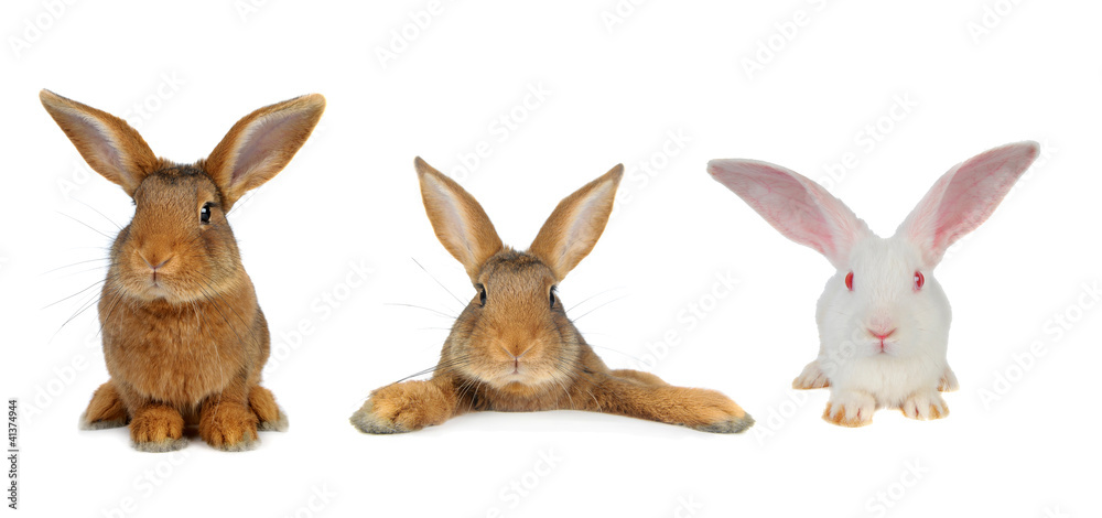 Brown Rabbit Brown Rabbit