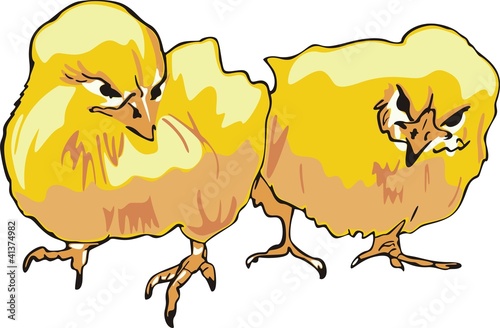 Two yellow chicks