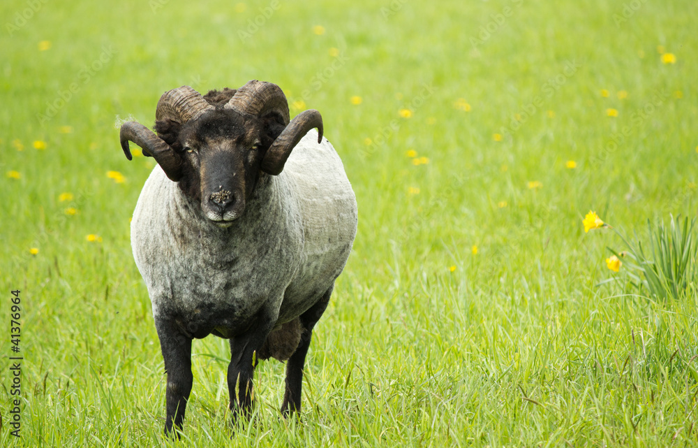 Fototapeta premium Black Ram in meadow