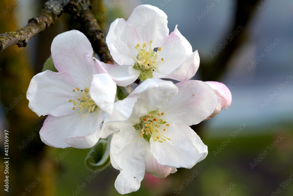 Blossom apple tree Blossom apple tree
