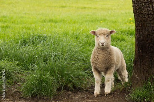 White Young Sheep Lamb © nbiebach