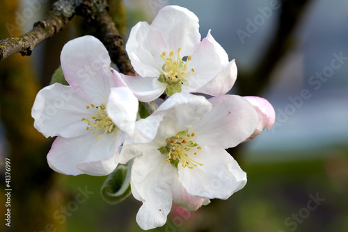 Blossom apple tree