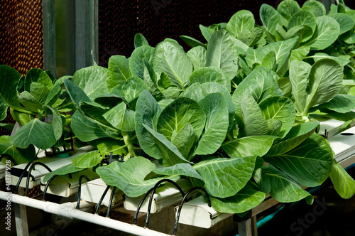 The Organic hydroponic of kale vegetable in garden