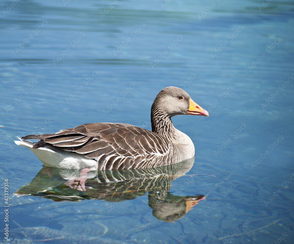wild goose wild goose