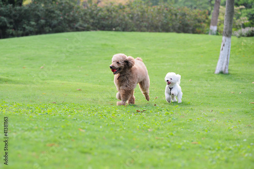 Canvas Print Two poodle dogs running