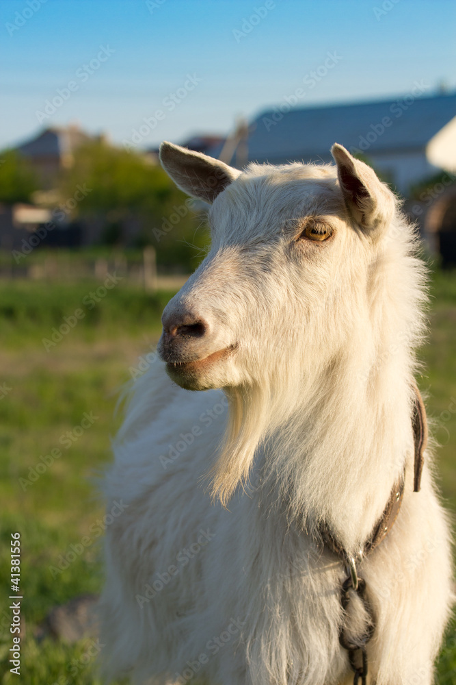 Cute goat Cute goat