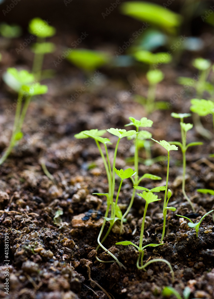 green seedling green seedling