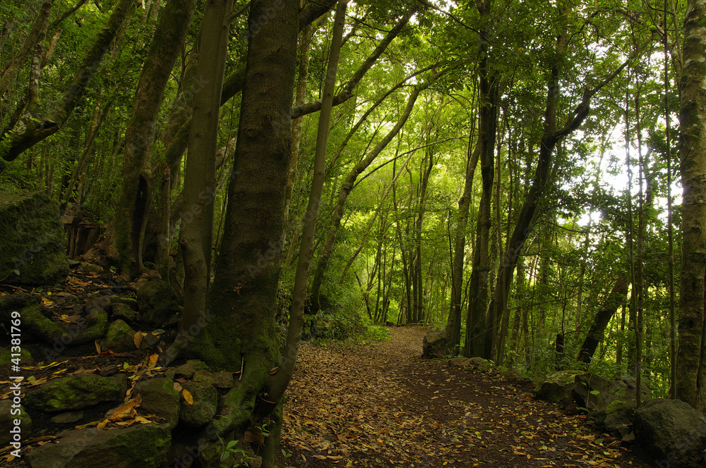 Obraz premium Hiking on La Palma. Los Tilos