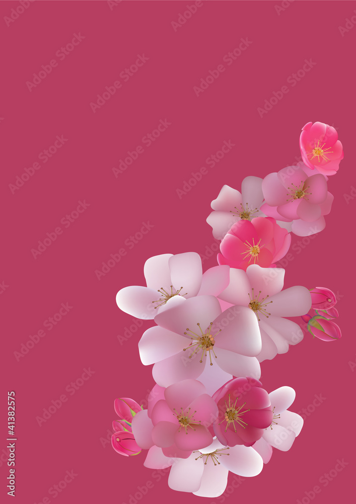 Cherry. postcard Cherry. postcard