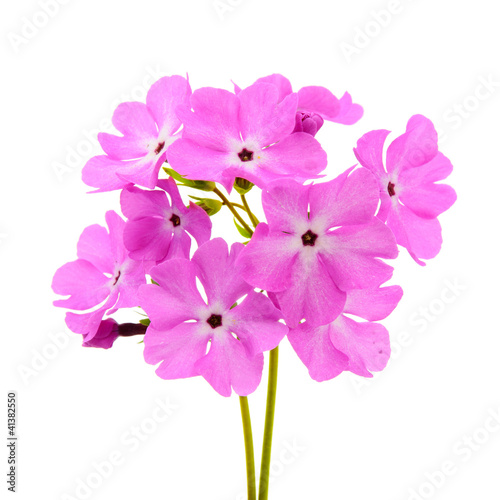 Fototapeta Naklejka Na Ścianę i Meble -  A large pink flowered primrose