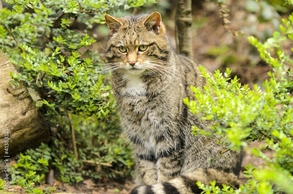 Obraz premium Scottish Wildcat