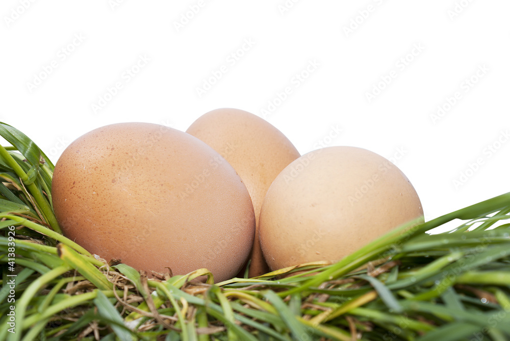 Egg over green grass isolated white background Egg over green grass isolated white background