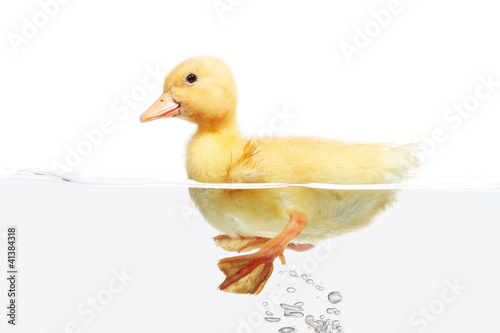 Small duck floating on water isolated over white background