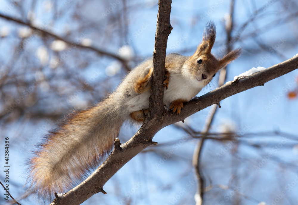squirrel