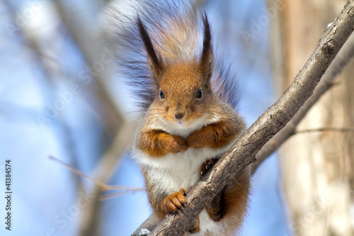 squirrel © fototehnik