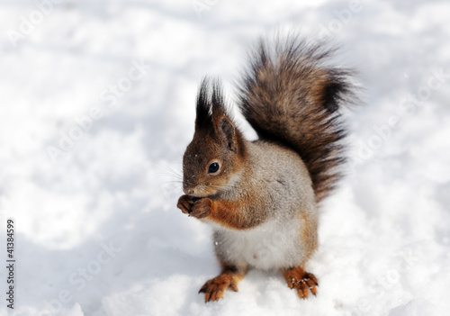 squirrel eats © fototehnik