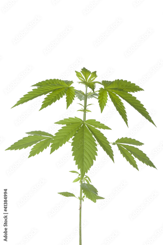 Marijuana plant Marijuana plant