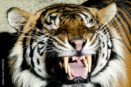 Fototapeta Naklejka Na Ścianę i Meble -  Wildlife and Animals - Tiger