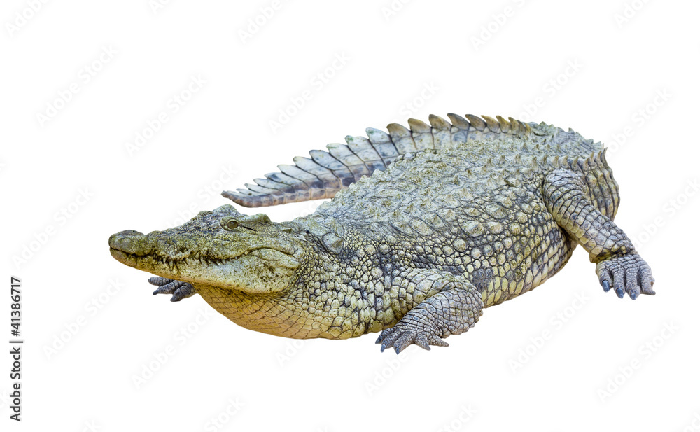 Fototapeta premium Nile crocodile isolated (Crocodylus niloticus)