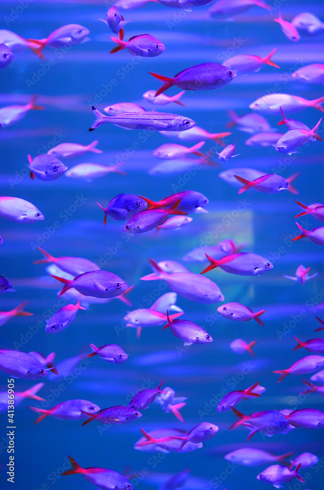 Obraz premium Tropical piranha fishes in Aquarium