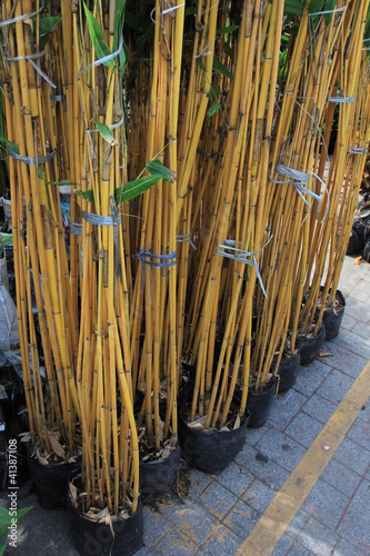 Bamboo stalks.