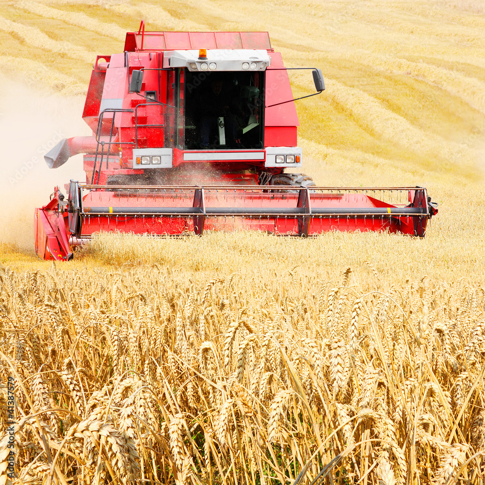 Fototapeta premium Combine harvesting wheat.