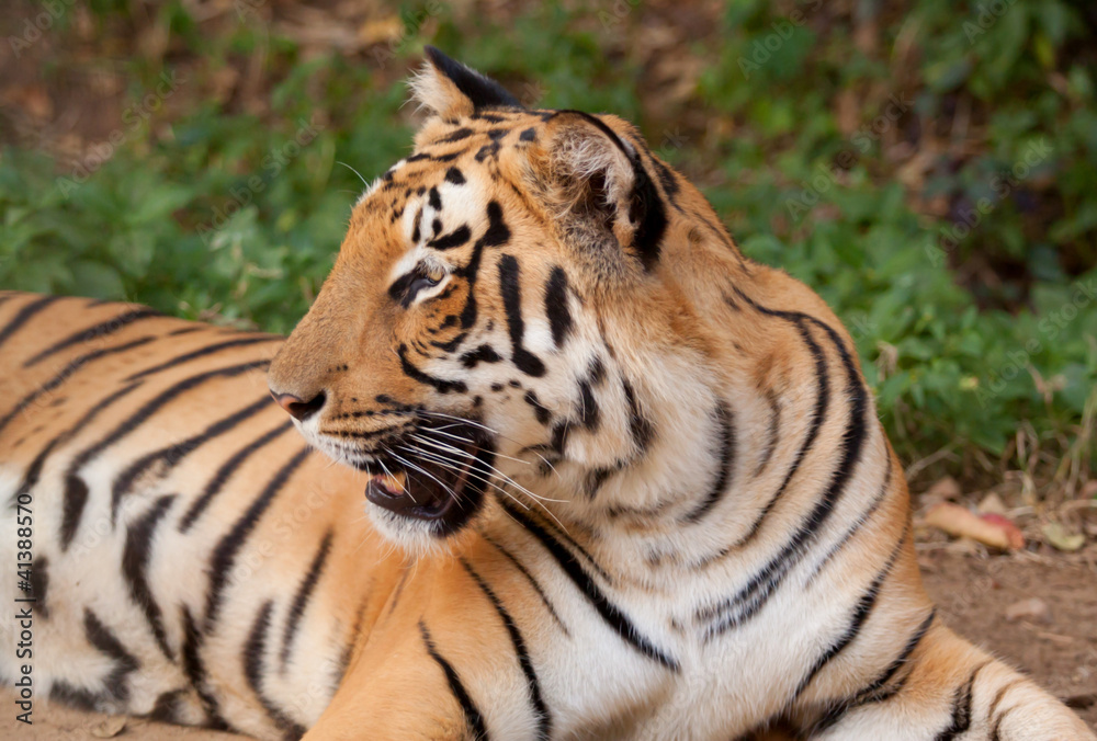 Fototapeta premium Indian tiger 6272