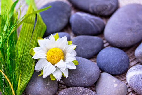 daisy and leaves among spa stones