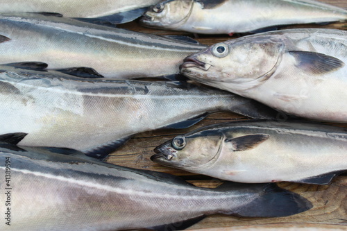 Fotografía Seelachse klein und groß