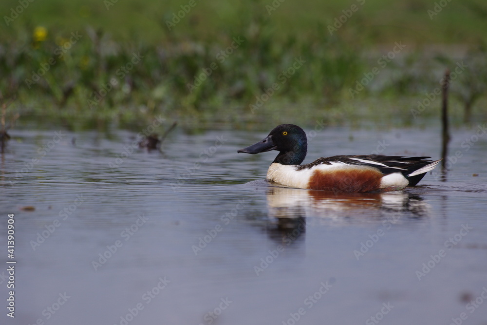 Canard souchet Canard souchet