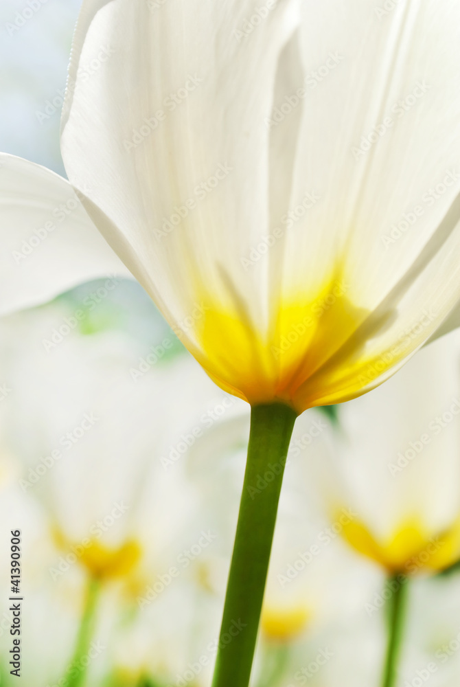 Spring background with beautiful white tulips