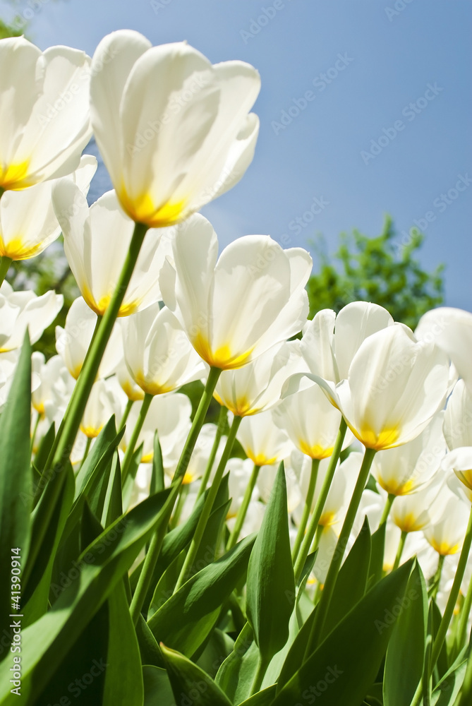 Spring background with beautiful white tulips Spring background with beautiful white tulips