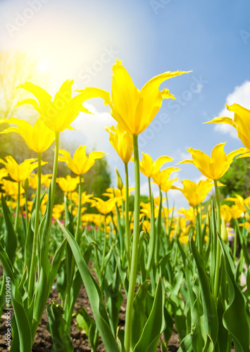 Spring background with beautiful yellow tulips (in soft focus)