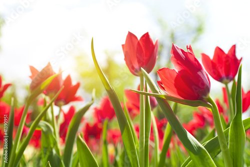 Beautiful spring flowers (in soft focus)